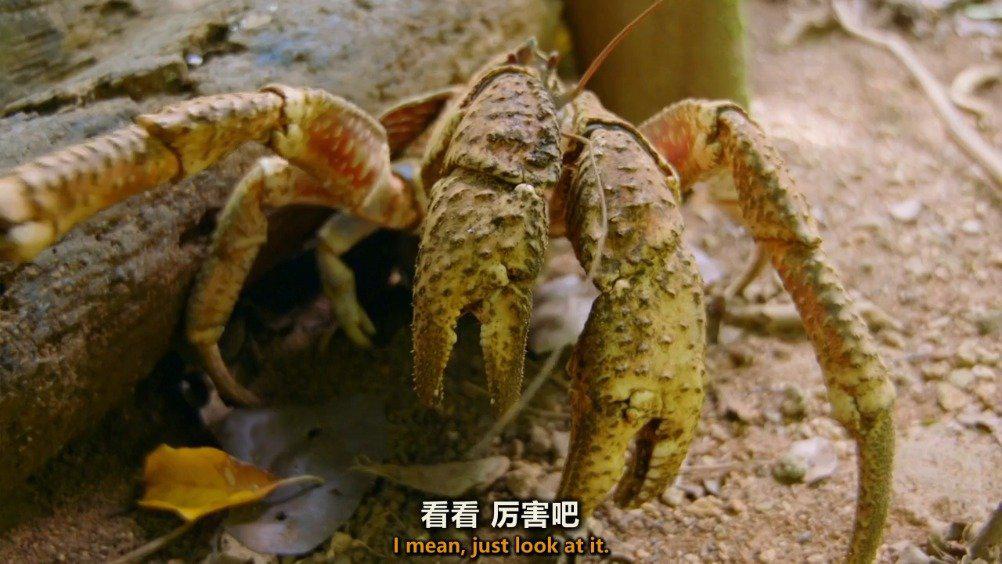 强盗蟹 robber crabs