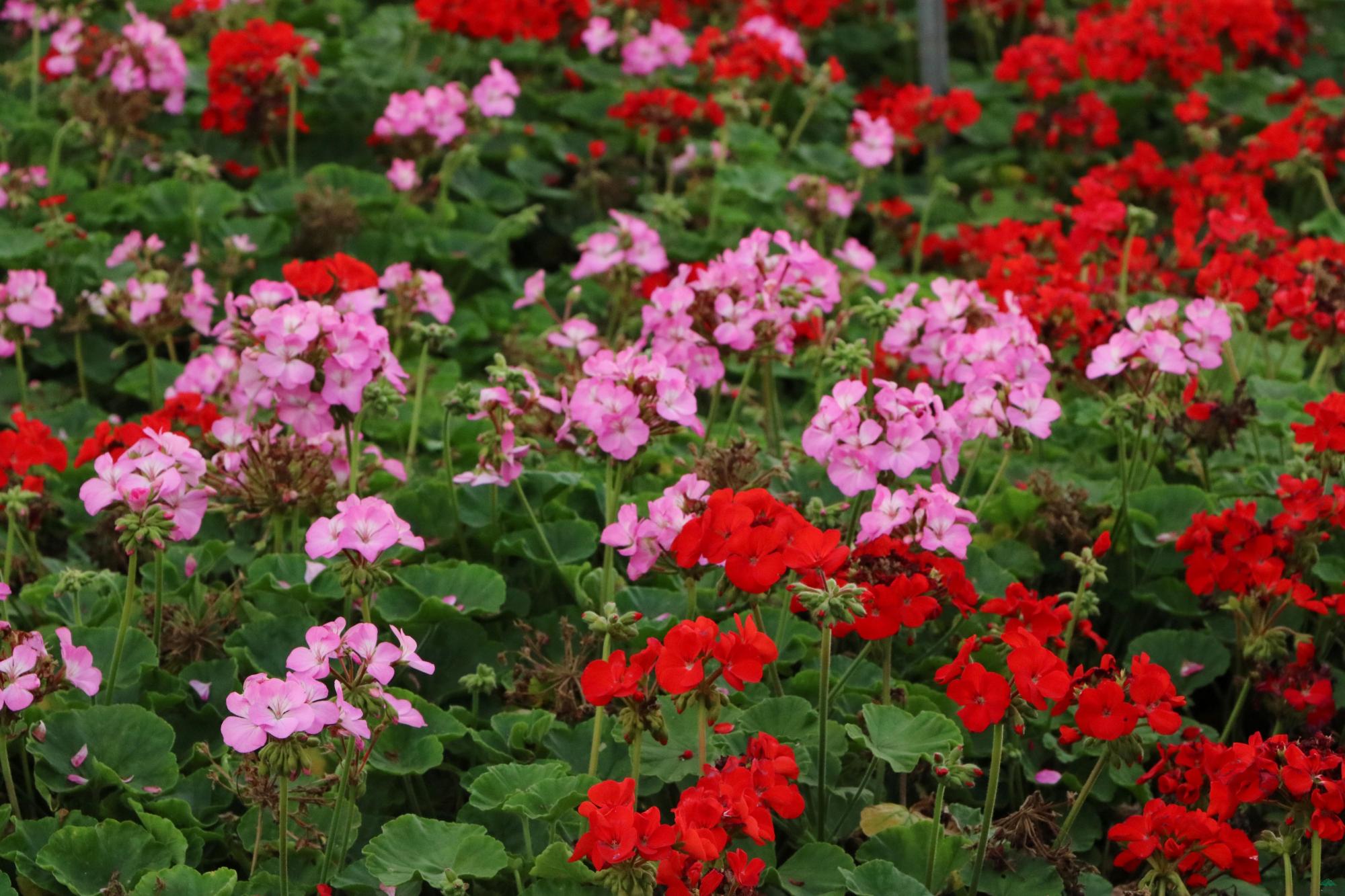 种满了天竺葵的院子太好看了你要不要试试看呢