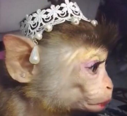 女子给猴子化了个公主妆带上公主冠的一刹那顿时惊艳了