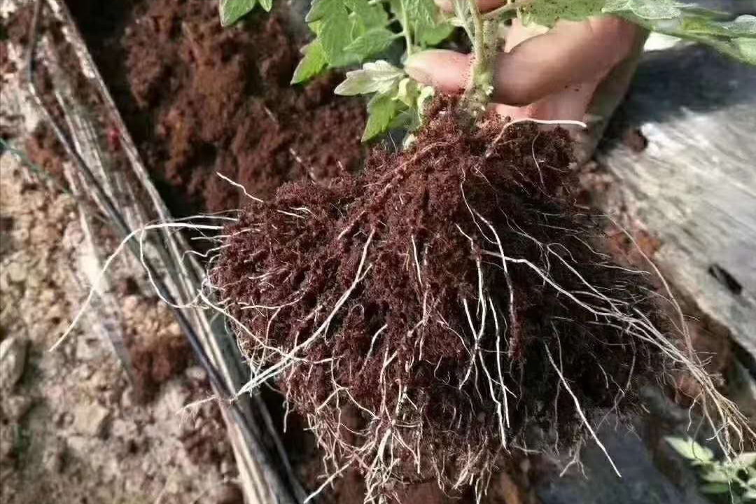 怎么提高草莓抗重茬能力?