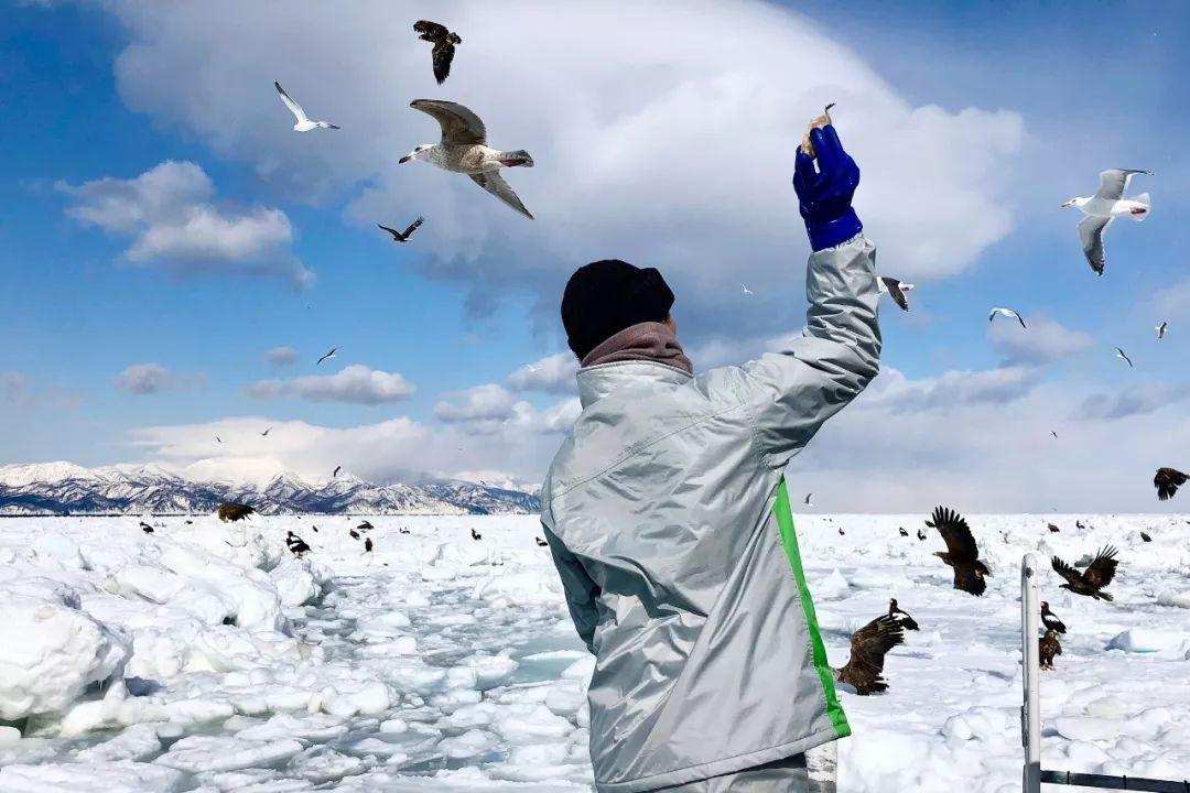 大雁每年要飞往南方过冬而南方究竟是哪里