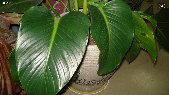 金钻(金钻植物)