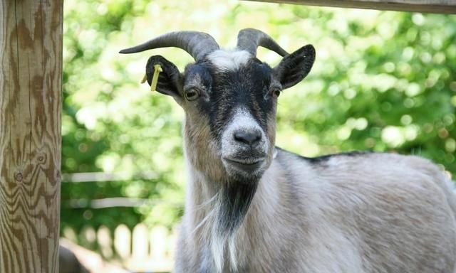 Goat免费翻墙速度超快【速度秒杀老王梯子】不限速 - Haida(嗨达)主题演示