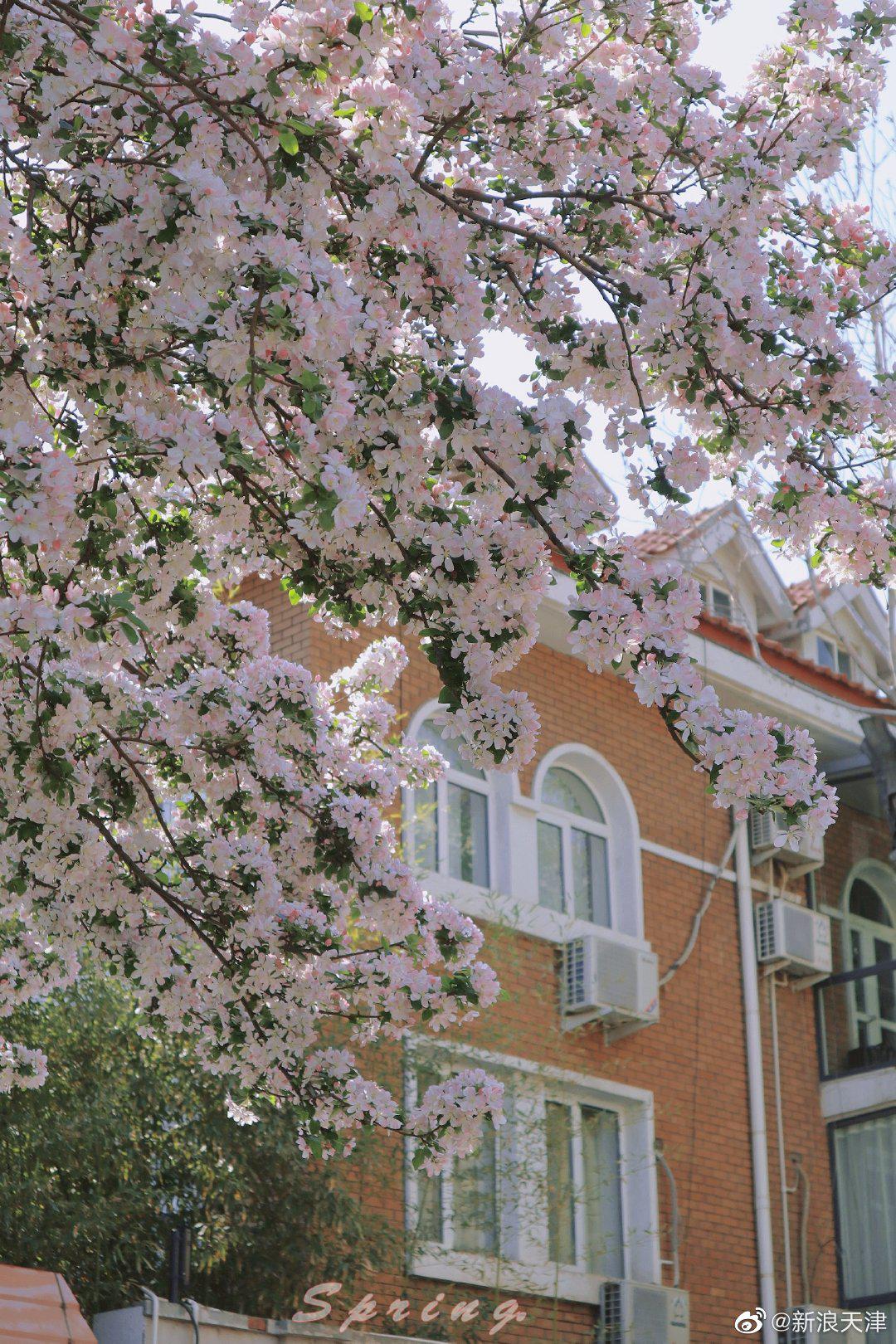 网友@omywtoireslandhq 拍摄的大理道海棠,这么美