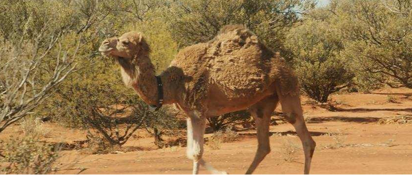 澳大利亚山羊泛滥,斥资7万美元仅消灭459只,在我国却不够吃