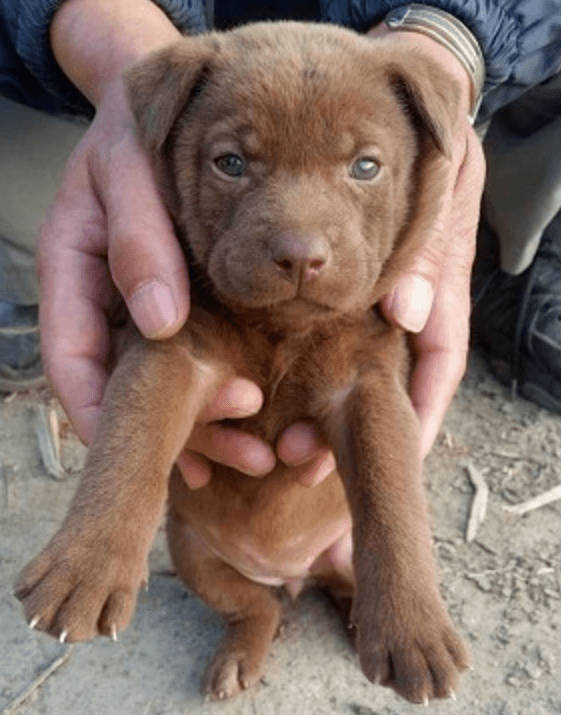 妹子领养了一只巧克力色小奶汪结果长大后直接变谐星