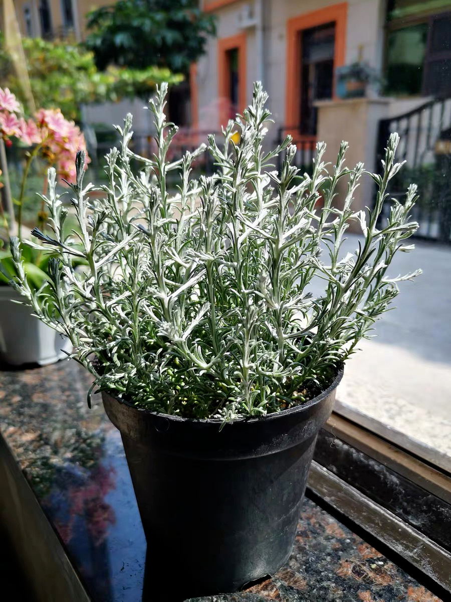 1,大家收到鳞叶菊银巢后,可以在原来的塑料盆里养,如果觉得花盆不好看