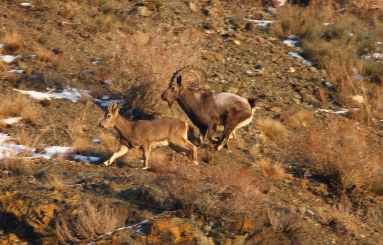 澳大利亚山羊泛滥,斥资7万美元仅消灭459只,在我国却不够吃