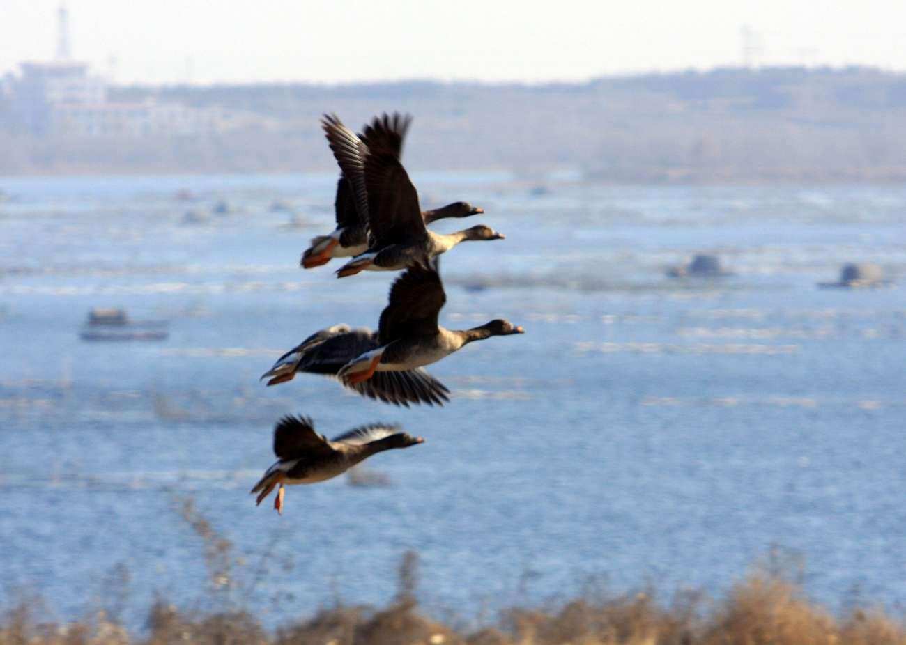 大雁每年要飞往南方过冬而南方究竟是哪里