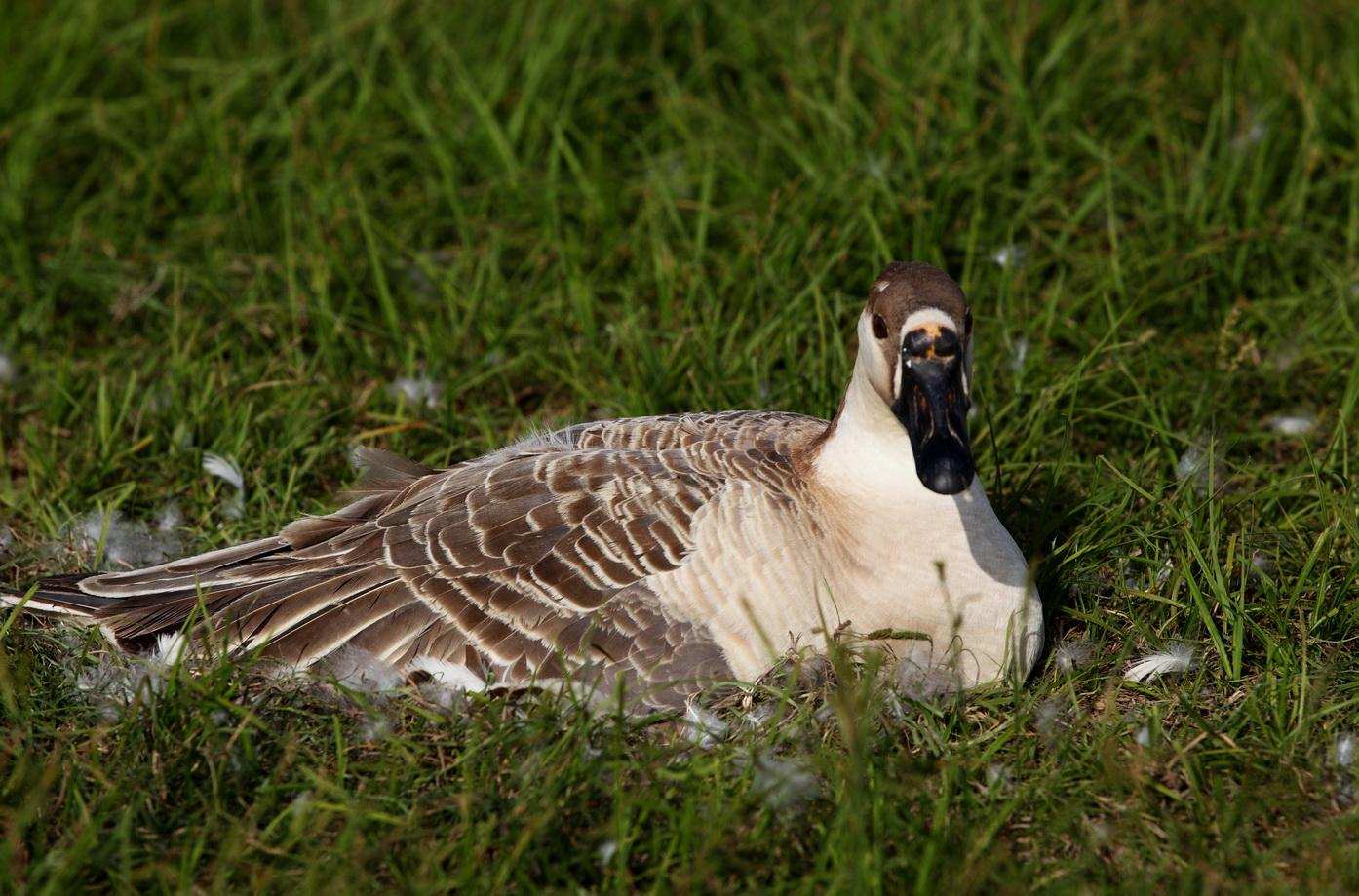 大雁每年要飞往南方过冬而南方究竟是哪里