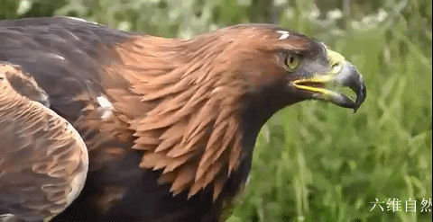 四川广元拍摄到一只金雕捕食小野猪,野猪幼崽的脚上还带着青菜