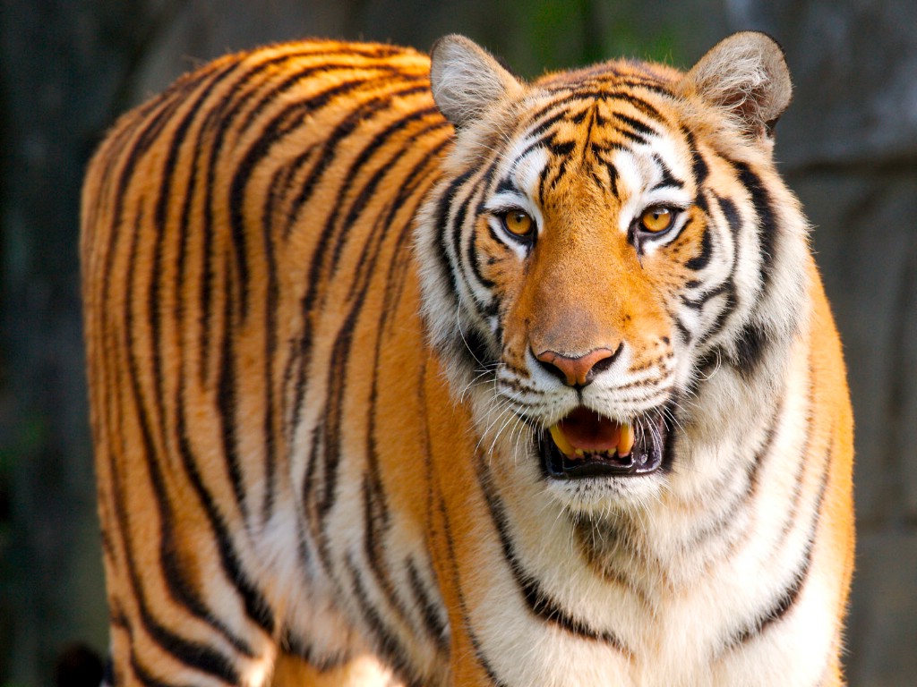 4月中旬开始3生肖有贵人扶持心想事成生活幸福美满