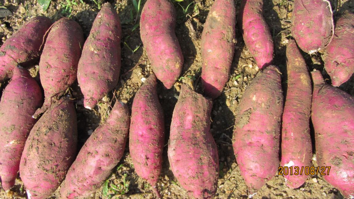 粉软细腻红姑娘红薯