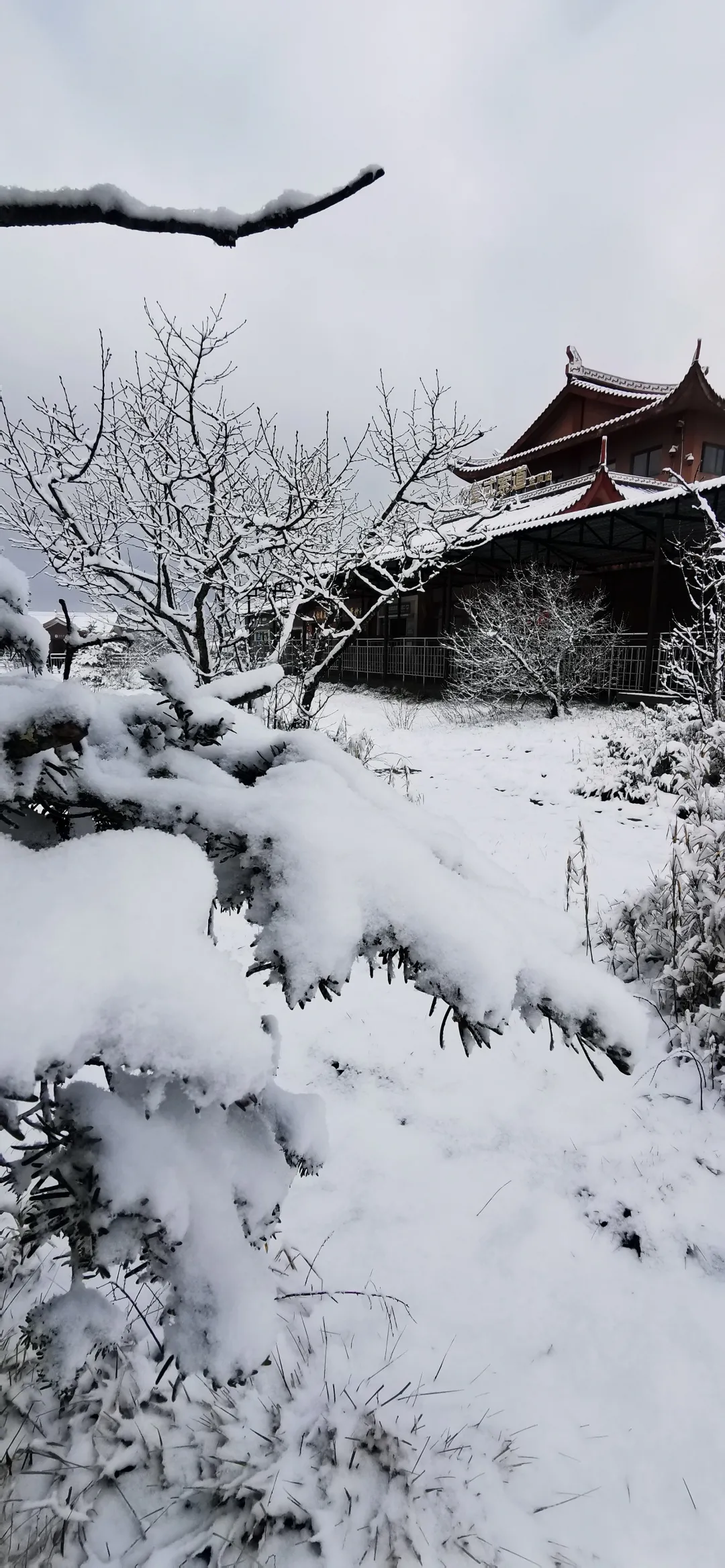 今晨峨眉山突降大雪限定美景还不来看