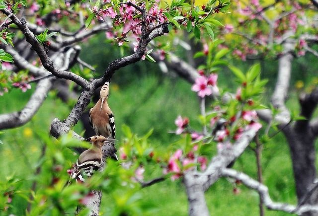 苏州的陆巷古村同样也是一个观赏桃花的最佳地点,桃花与古建筑相得
