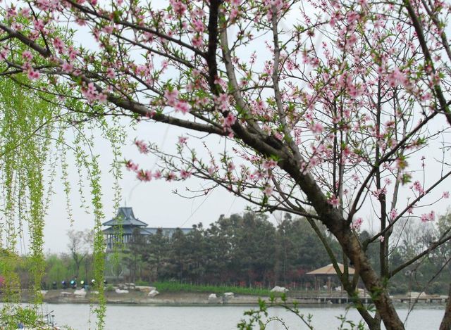 凤凰镇位于苏州市张家港,这个地方非常的美丽,漫山遍野的桃花争相绽放