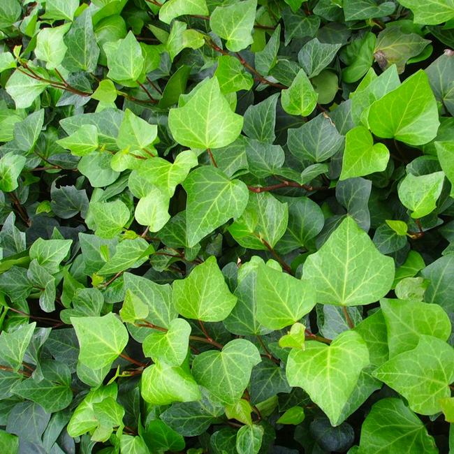 植株|植物|养殖_新浪新闻