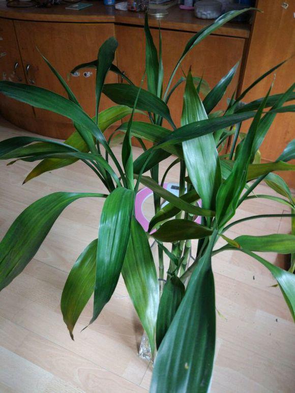 富贵竹叶子黄了就丢掉换盆水重现生机长的飞快