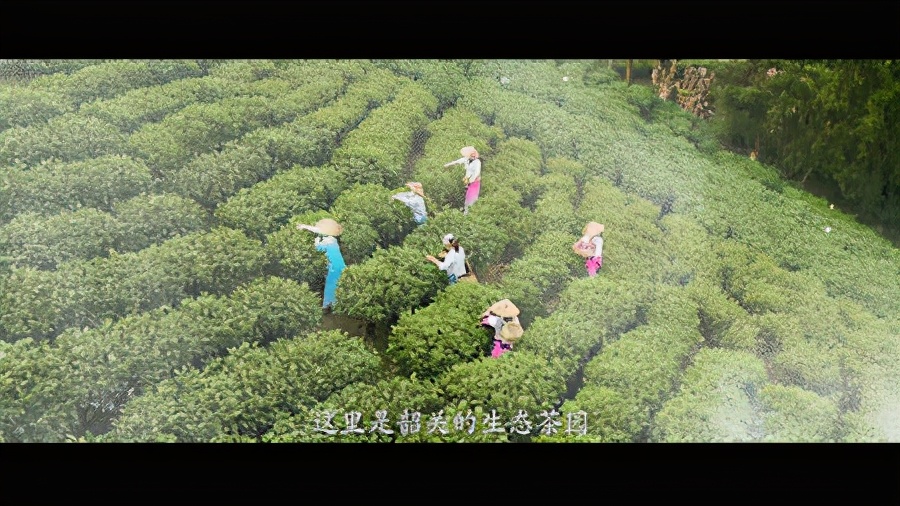 "善美韶关 一路茶香"活动宣传片新鲜出炉!
