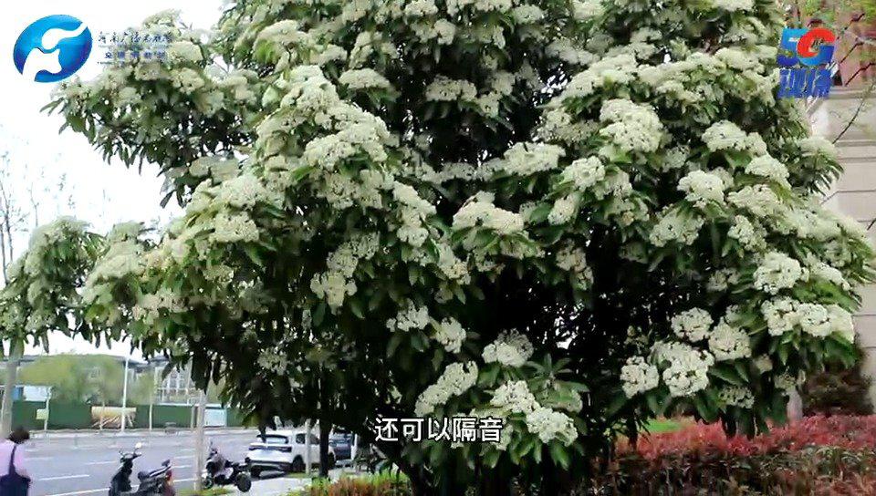 明知道石楠花的味道令人尴尬 为什么我们还那么爱种它 板栗 石楠花 新浪科技 新浪网 明知道石楠花的味道令人尴尬 为什么我们还那么爱种它 板栗 石楠花 新浪科技 新浪网