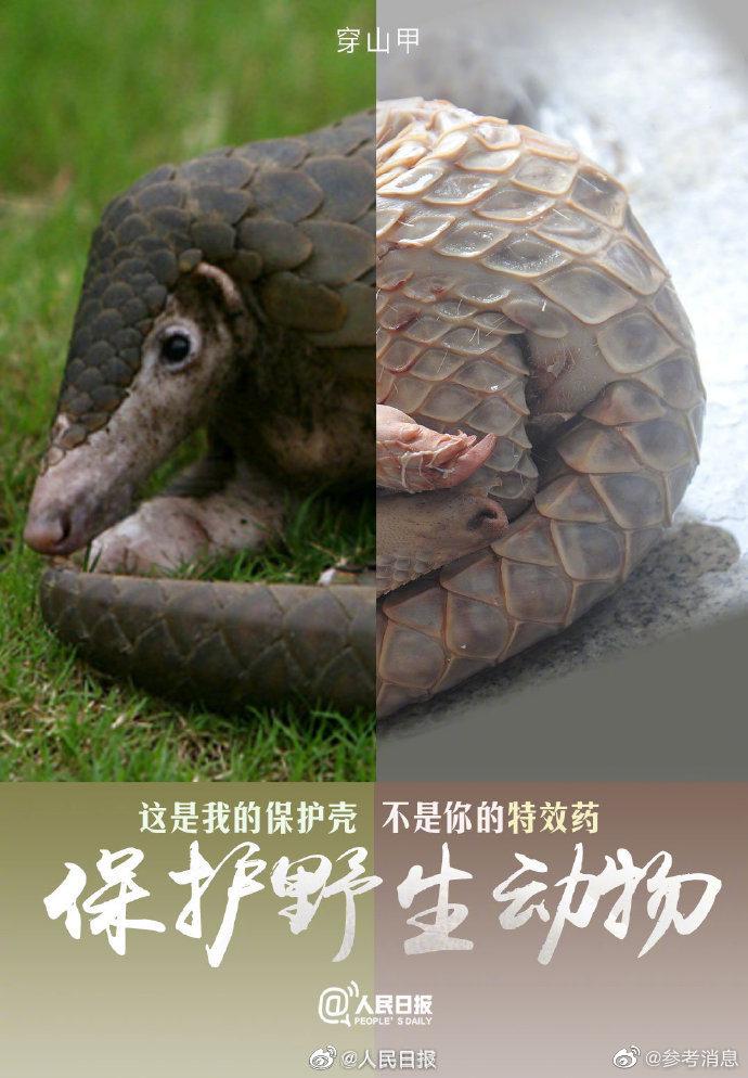 今天,国际珍稀动物保护日,莫等珍稀才懂珍惜