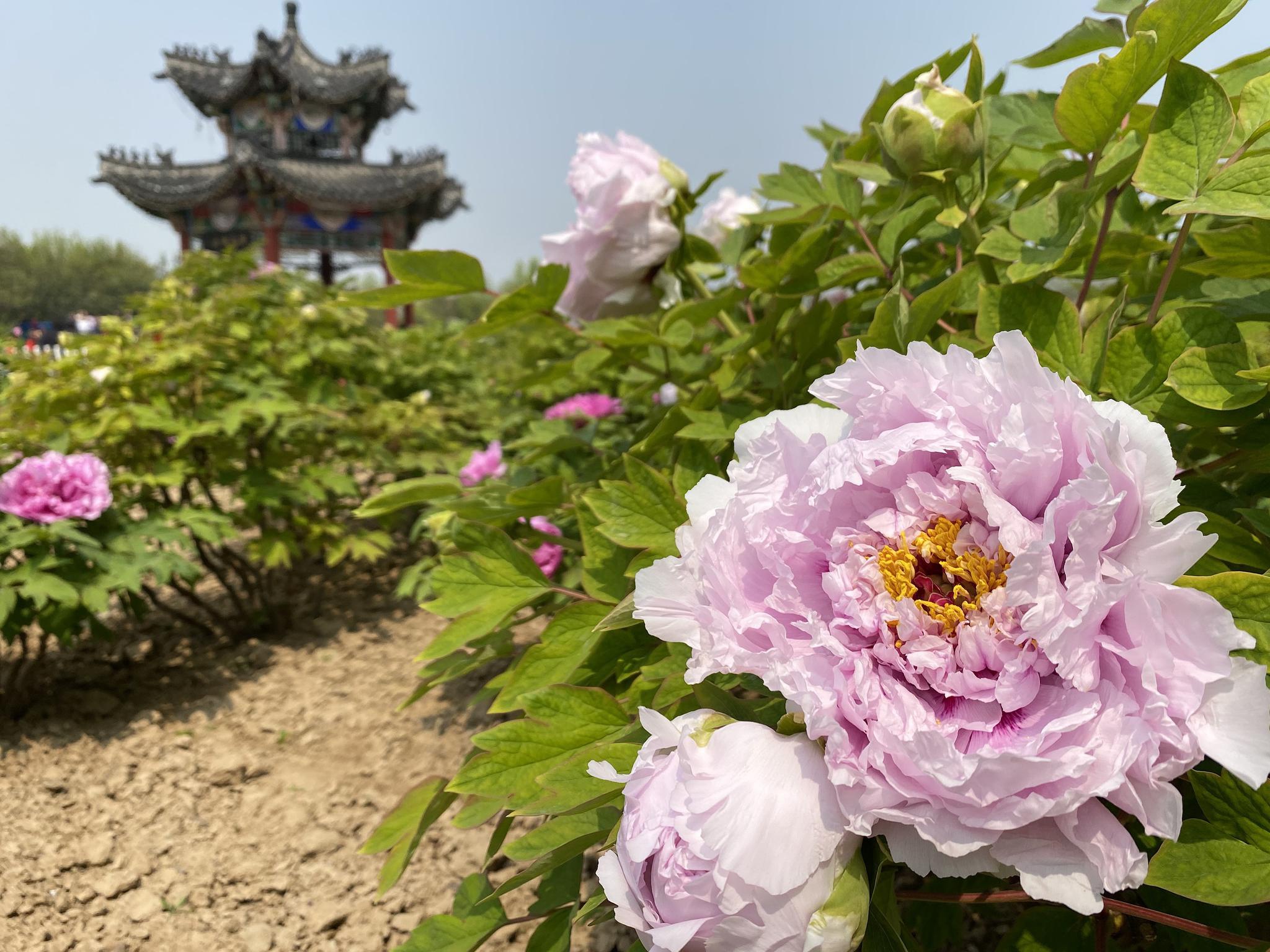 山东菏泽:富贵花迎八方客|菏泽|李贺|曹州牡丹园_新浪新闻
