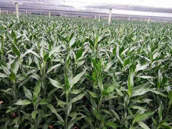 富贵竹发财树里加点料蹭蹭涨不停叶片绿的反光