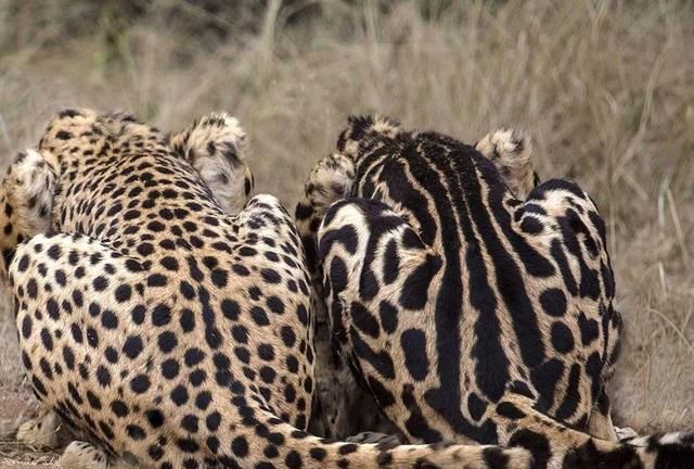 猎豹遇上花豹,两者争斗毫不留情,结局惨不忍睹!