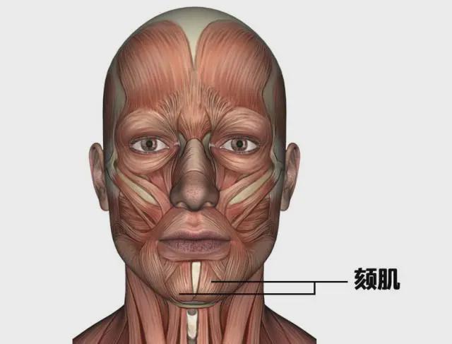 唇方肌的上面,肌肉收缩时向上提拉唇部颏部的皮肤,同时会让下唇前移
