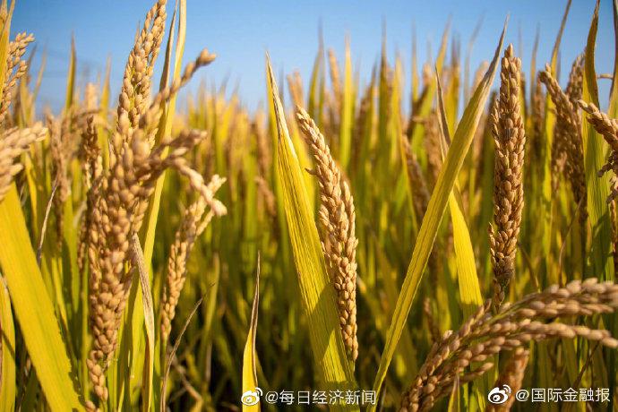 联合国粮农组织:全球食品价格升至近7年最高水平休闲区蓝鸢梦想 - Www.slyday.coM 联合国粮农组织:全球食品价格升至近7年最高水平休闲区蓝鸢梦想 - Www.slyday.coM