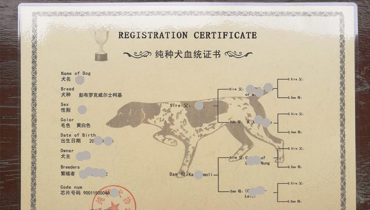 养狗智商税:纯种犬血统证书