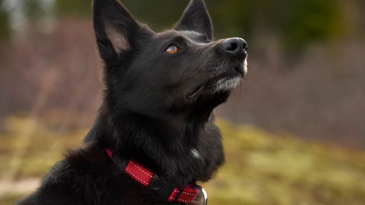 为什么少人养黑色的狗其实原因你都懂