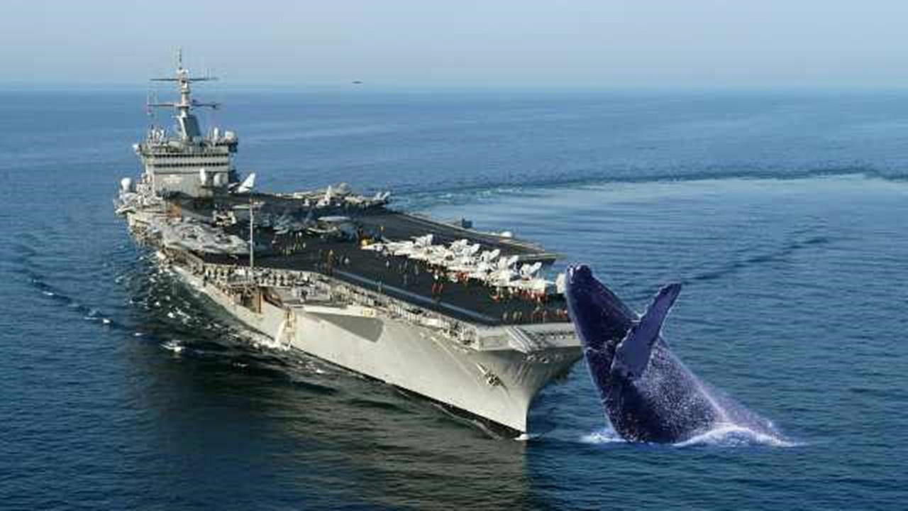 航母执行任务时鲸鱼为何跟螺旋桨后面至今这一难题还未解决