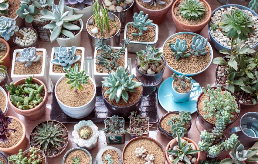 因为是否浇水,浇水的频率,浇水的水量都是由多肉生长环境的温度决定的