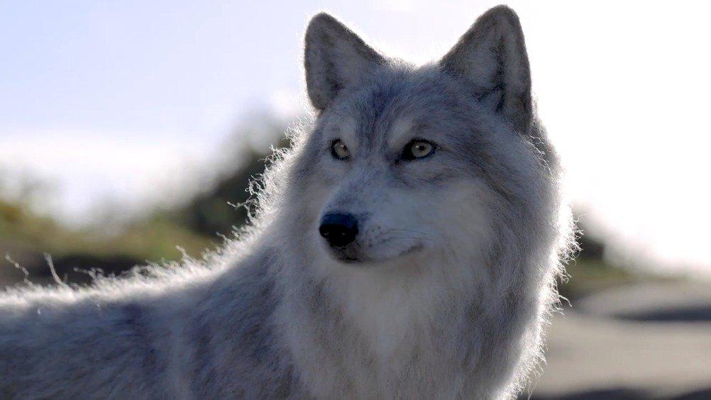 日本羊毛毡艺术家太田光美做的逼真羊毛毡狼