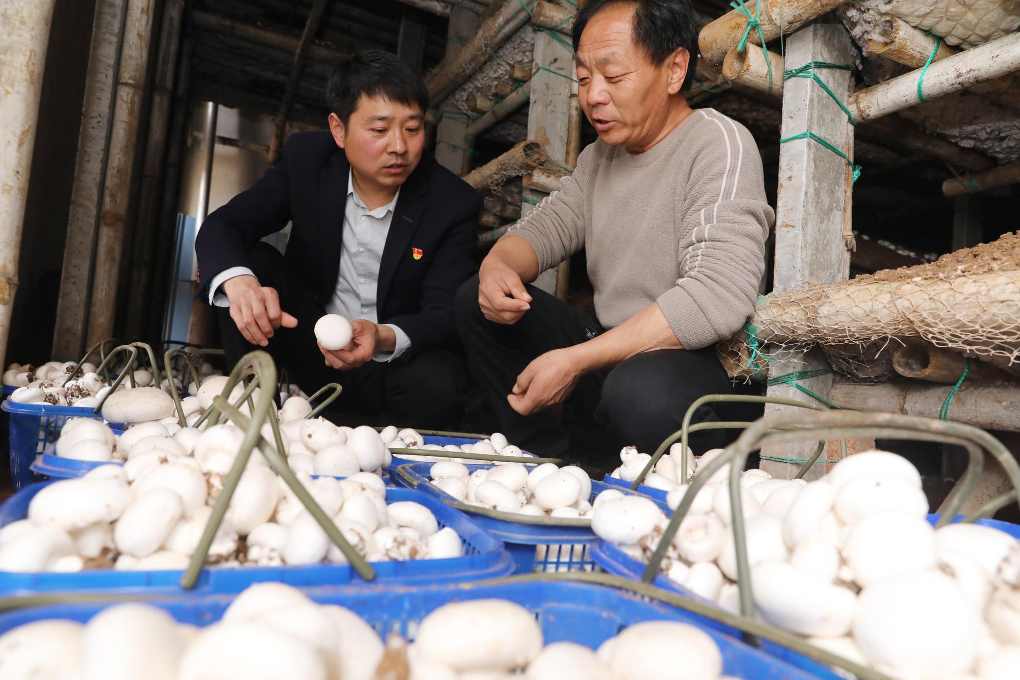 河南温县:"乡村振兴指导员"助力乡村振兴