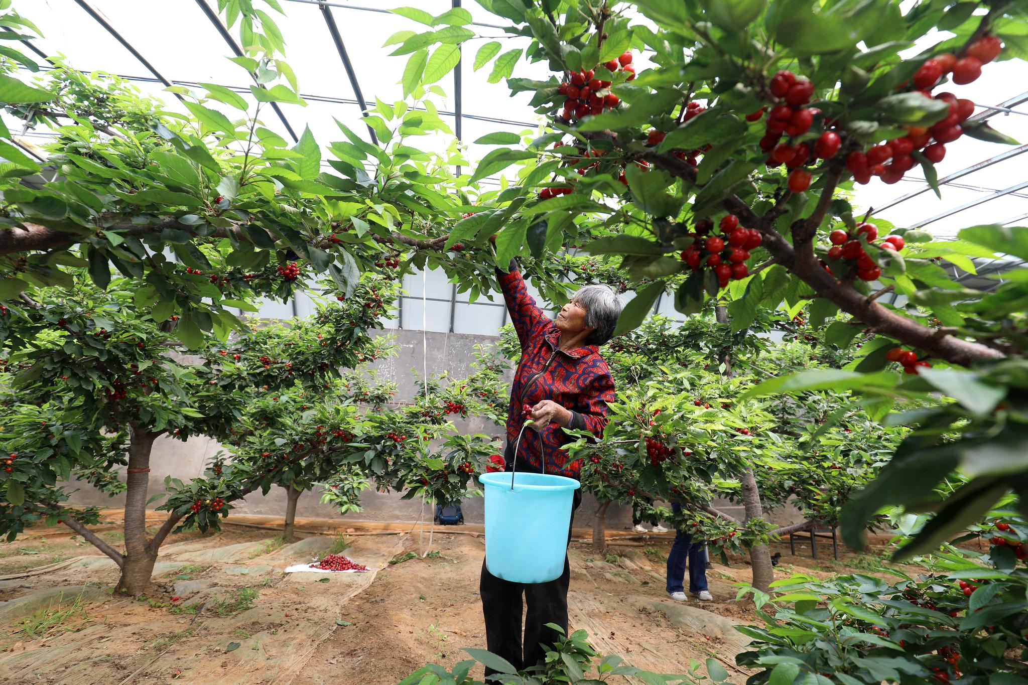 河北赞皇特色樱桃种植助力产业融合发展