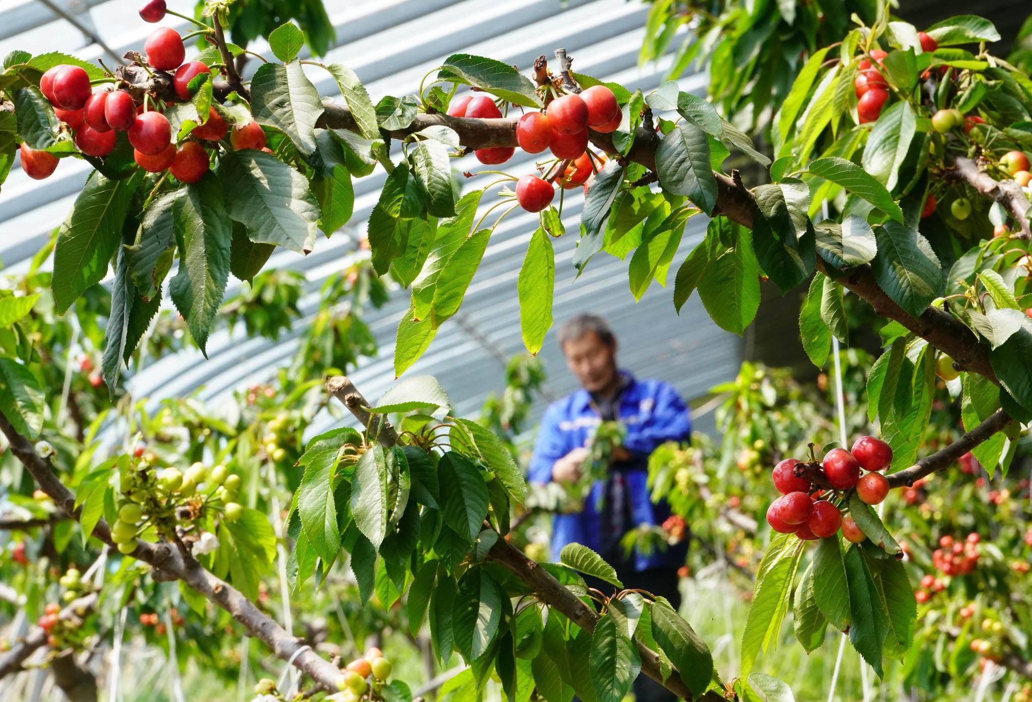 河北曹妃甸盐碱地上种樱桃