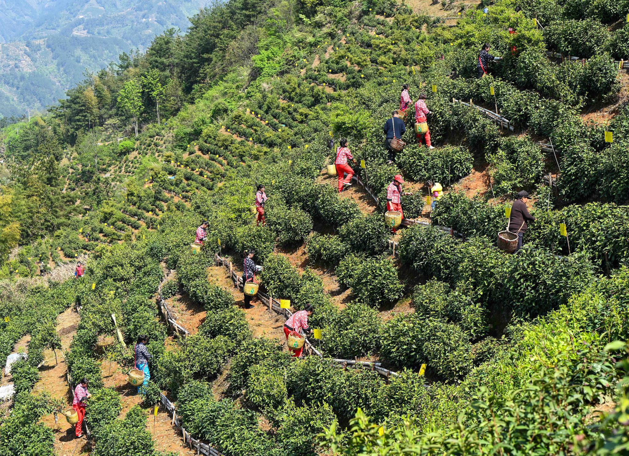 安徽歙县:高山茶园采茶忙|黄山市_新浪新闻