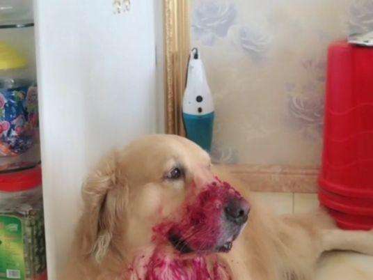 男子下班回家，看见自己的狗狗满身是血，知道原因后不淡定了休闲区蓝鸢梦想 - Www.slyday.coM