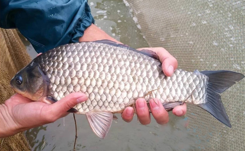 鯽魚最大能長到多少斤