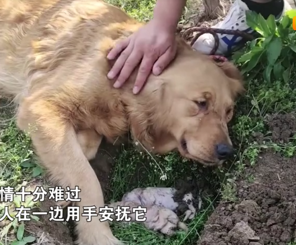 狗妈用鼻子拱了拱已经夭折的奶狗,在它确定这个小