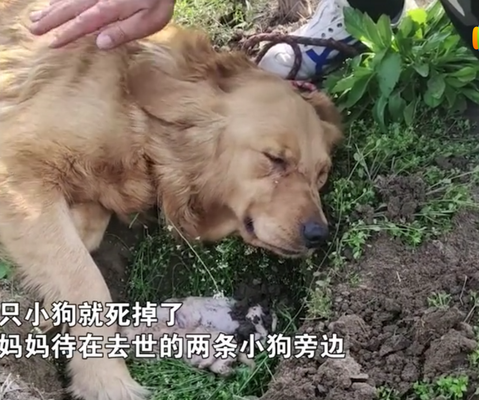 已经去世的奶狗肯定是不能喝奶了,不过狗妈还是不相