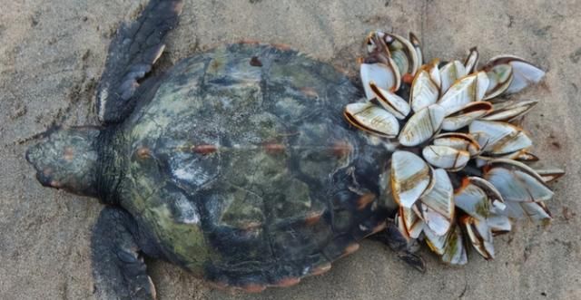 餐桌上珍馐美味的藤壶为何会成为海龟和鲸鱼的梦魇