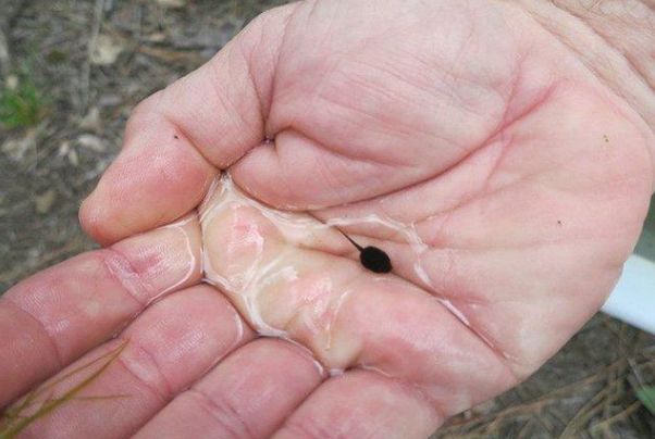 男子河边发现一大串青蛙的卵将其带回家,孵化出来后愣住了|癞蛤蟆