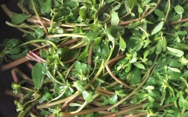 三种自带“毒素”的野菜,建议大家吃前先焯水,网友:不要乱吃了休闲区蓝鸢梦想 - Www.slyday.coM 三种自带“毒素”的野菜,建议大家吃前先焯水,网友:不要乱吃了休闲区蓝鸢梦想 - Www.slyday.coM