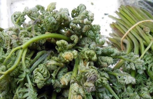 三种自带“毒素”的野菜,建议大家吃前先焯水,网友:不要乱吃了休闲区蓝鸢梦想 - Www.slyday.coM 三种自带“毒素”的野菜,建议大家吃前先焯水,网友:不要乱吃了休闲区蓝鸢梦想 - Www.slyday.coM