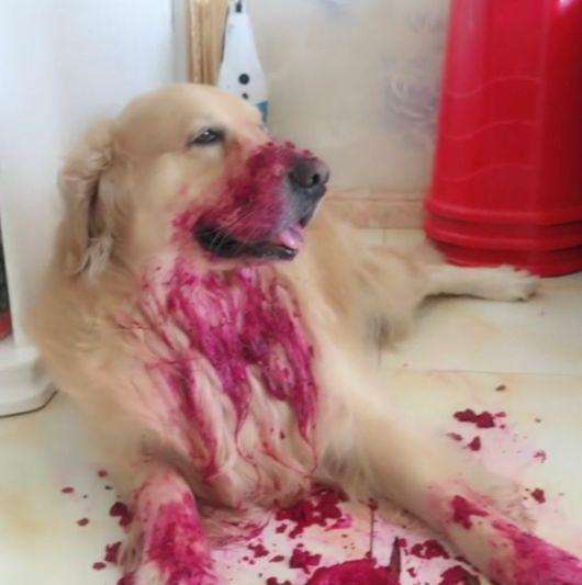 男子下班回家，看见自己的狗狗满身是血，知道原因后不淡定了休闲区蓝鸢梦想 - Www.slyday.coM