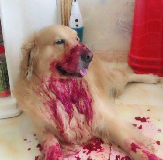 男子下班回家，看见自己的狗狗满身是血，知道原因后不淡定了休闲区蓝鸢梦想 - Www.slyday.coM