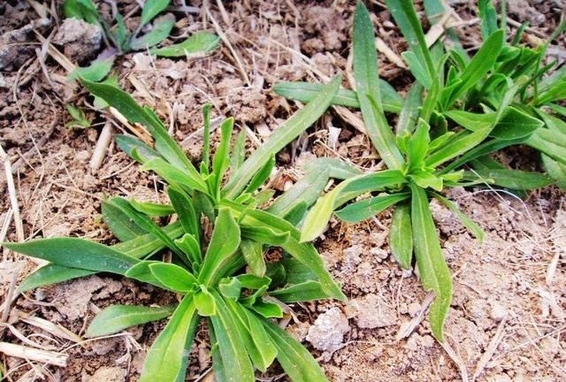 三种自带“毒素”的野菜,建议大家吃前先焯水,网友:不要乱吃了休闲区蓝鸢梦想 - Www.slyday.coM 三种自带“毒素”的野菜,建议大家吃前先焯水,网友:不要乱吃了休闲区蓝鸢梦想 - Www.slyday.coM
